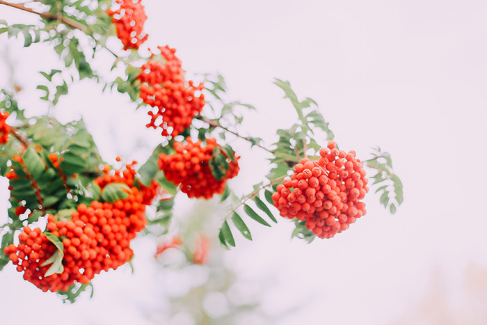 Blush Creative Slideshow